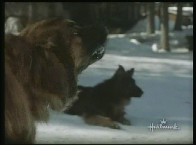 Movie: The Call of the Wild: Dog of the Yukon (1997)